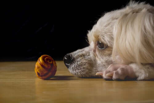 Cachorro observando objeto