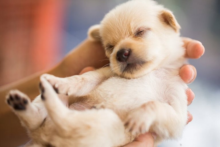 Você sabia que os filhotes de cachorro nascem surdos?
