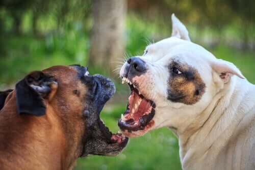 Cachorros brigando