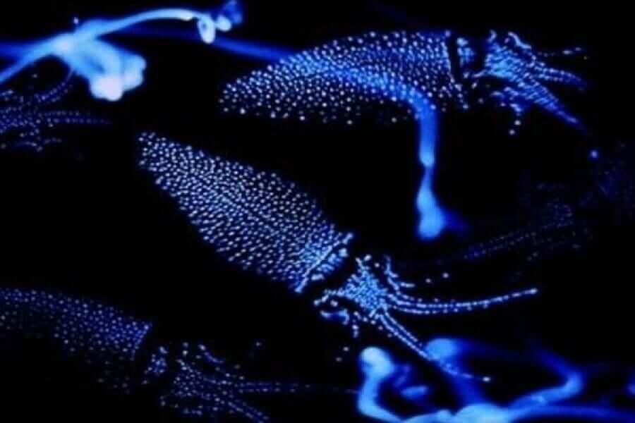 Tipos de bioluminescência