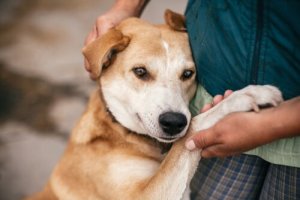 Adotar ou comprar animais de estimação?