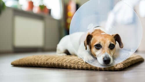 Letargia em cães: conheça as causas mais comuns
