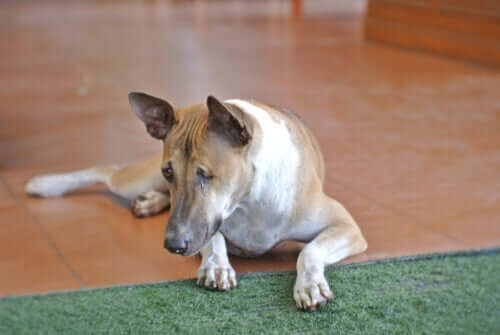 Sintomas das lesões oculares em cães