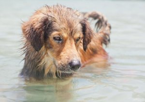 A água do mar é perigosa para os cães?
