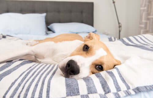 Cachorro deitado na cama