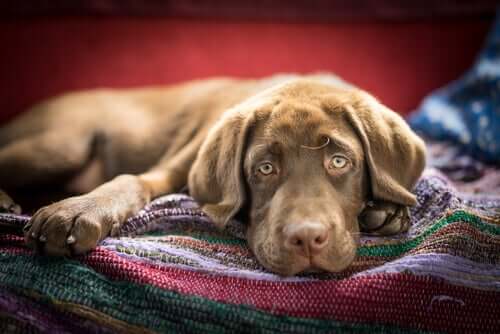 Cachorro doente deitado em casa