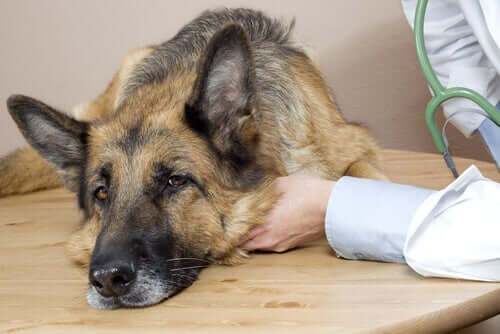 Cachorro doente sendo examinado