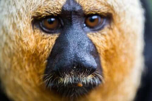 Macaco saki visto de perto
