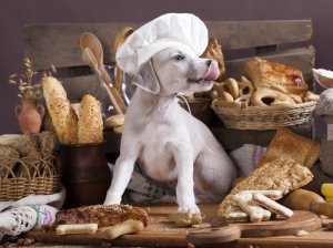 Os carboidratos fazem mal aos cães?