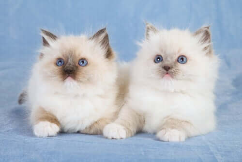 Casal de gatos ragdoll