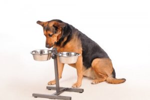 Benefícios do comedouro elevado para cães