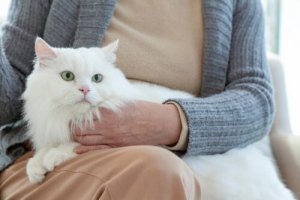 Como a velhice afeta o comportamento dos gatos