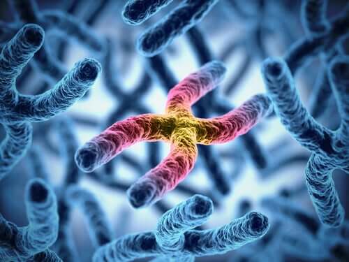 Longevidade dos cromossomos