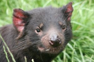 Curiosidades sobre o diabo-da-tasmânia