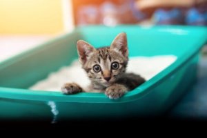 Disenteria em gatos: causas e sintomas