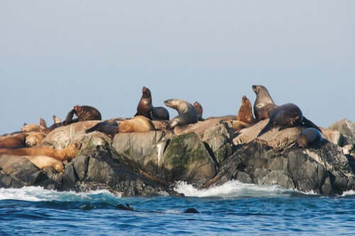 Distribuição dos otariídeos