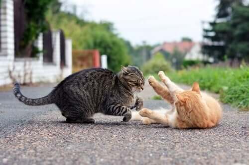 Gatos brigando na rua