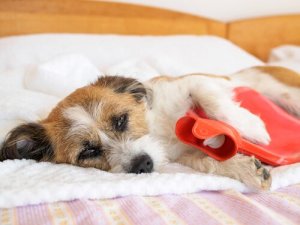 Dor de estômago em cães: causas e principais sintomas