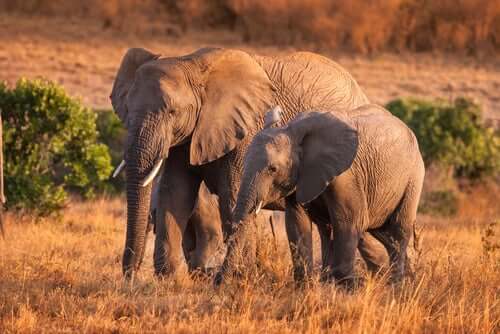 Onde vivem os elefantes-asiáticos e africanos? - Meus Animais