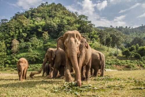 Onde vivem os elefantes-asiáticos e africanos?