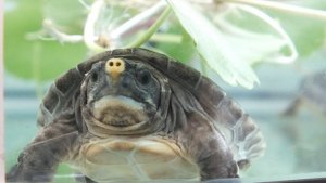 Tartaruga de rio da América Central: tudo que você precisa saber
