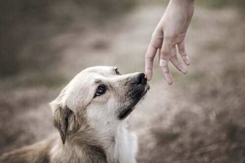 Vínculo entre cães e humanos