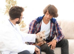 Como o hiperparatiroidismo afeta os cachorros