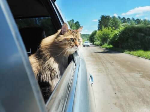 Gato viajando de carro