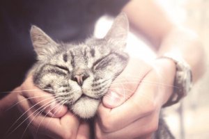 Raças de gatos mais amigáveis: quais são?