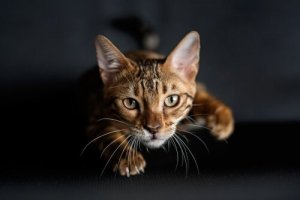 Por que os gatos têm bigodes nas patas dianteiras?