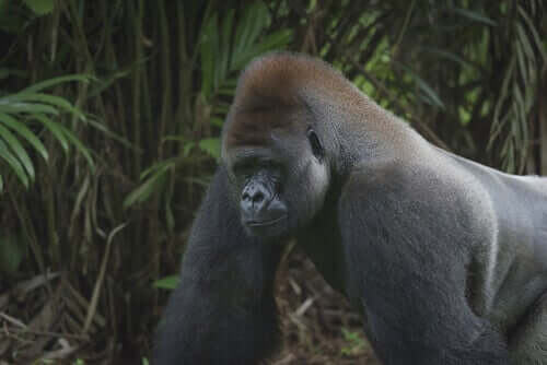 Gorila ameaçado de extinção