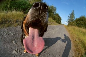 Causas da halitose em cães