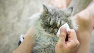 6 causas de problemas oculares em gatos