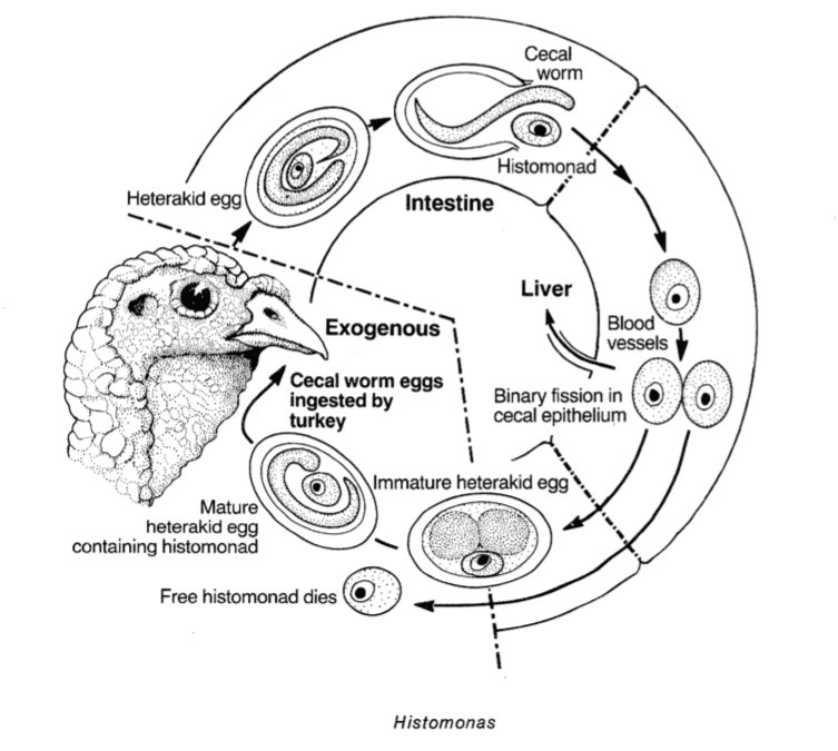 Histomonas são parasitas unicelulares