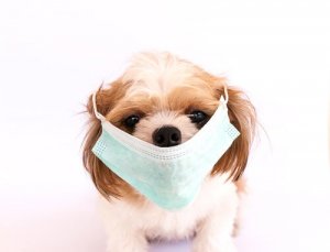 As 6 infecções caninas mais contagiosas