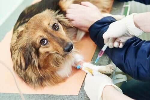 Como o hiperparatiroidismo afeta os cachorros