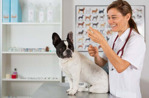 Cachorro prestes a tomar injeção