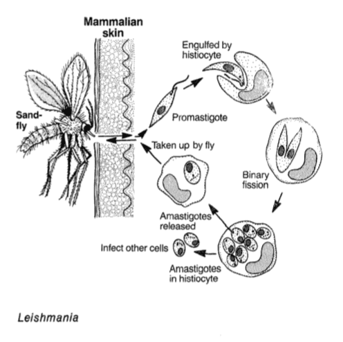 Leishmania é um dos parasitas unicelulares