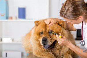 Lesões oculares em cães: sintomas e tratamento