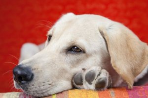 Conheça as principais causas da letargia em cães