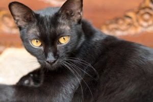 O que você deve saber sobre o vírus da leucemia felina