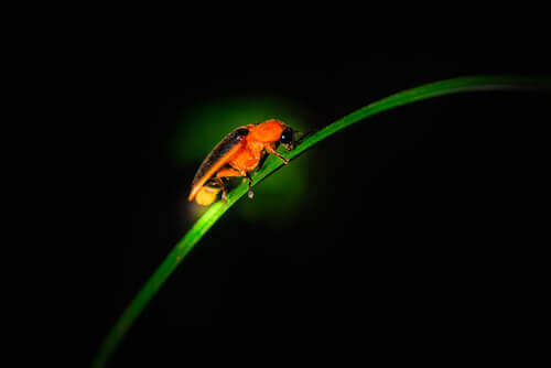 Bioluminescência em inseto