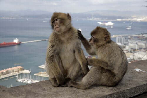 Macacos em paisagem urbana