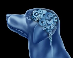 Transtorno obsessivo-compulsivo em cães