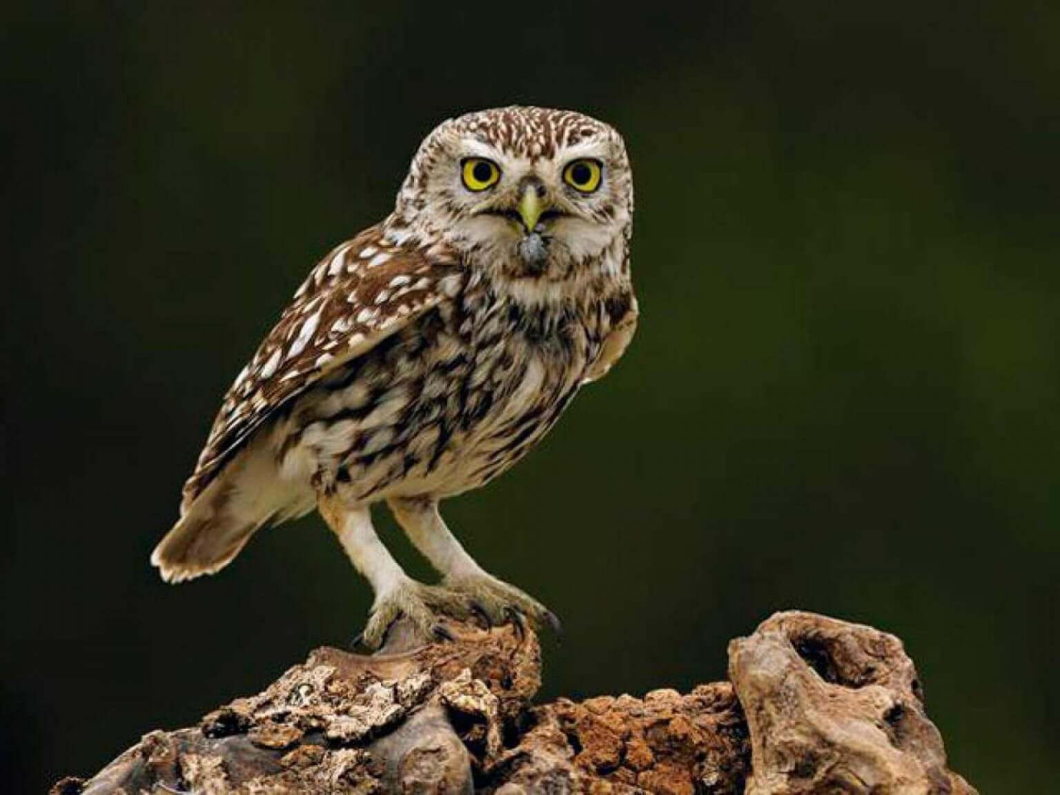 Aluco (Strix aluco) em um tronco