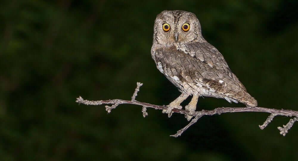 Mocho-d’orelhas (Otus scops) em um galho