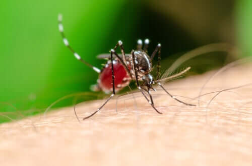 Curiosidades sobre os mosquitos