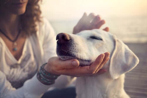 Estudos científicos confirmam a conexão entre cães e seus donos