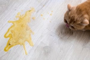 Náuseas em gatos: causas e tratamentos