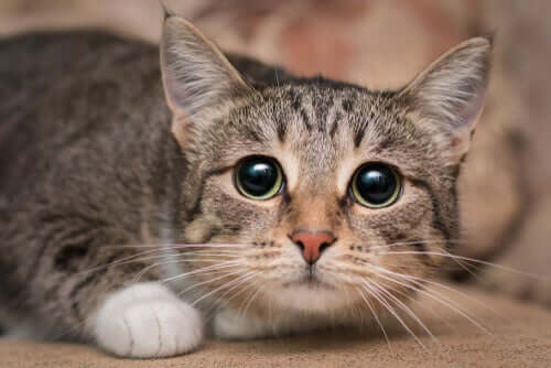 Gato com olhar triste